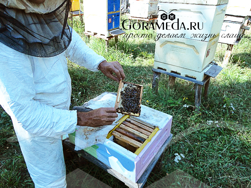 сбор минирамок для получения мёда в сотах Гора Мёда